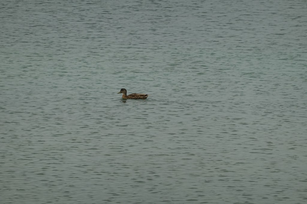 Rotarua-mantic Getaway