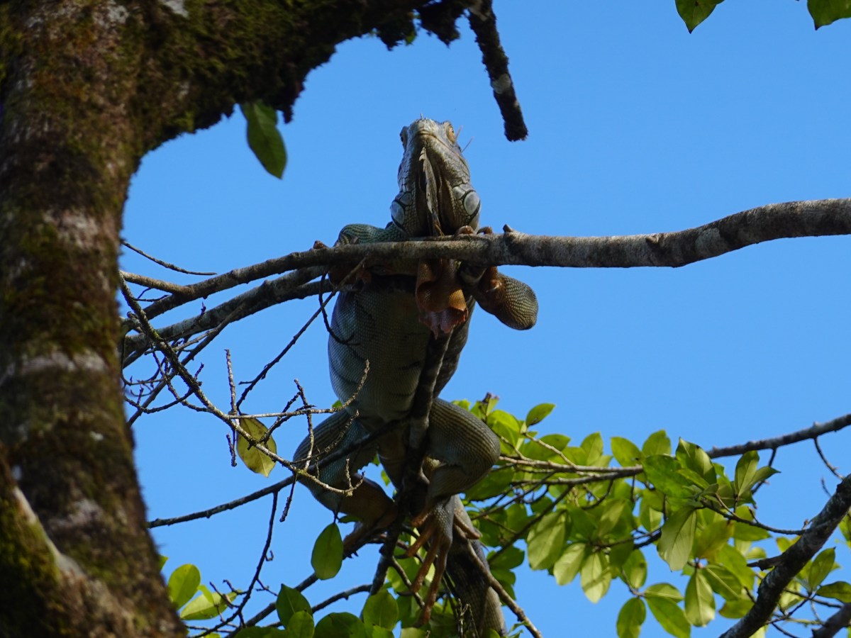 Livin’ the (Costa) Rica&nbsp;Loca