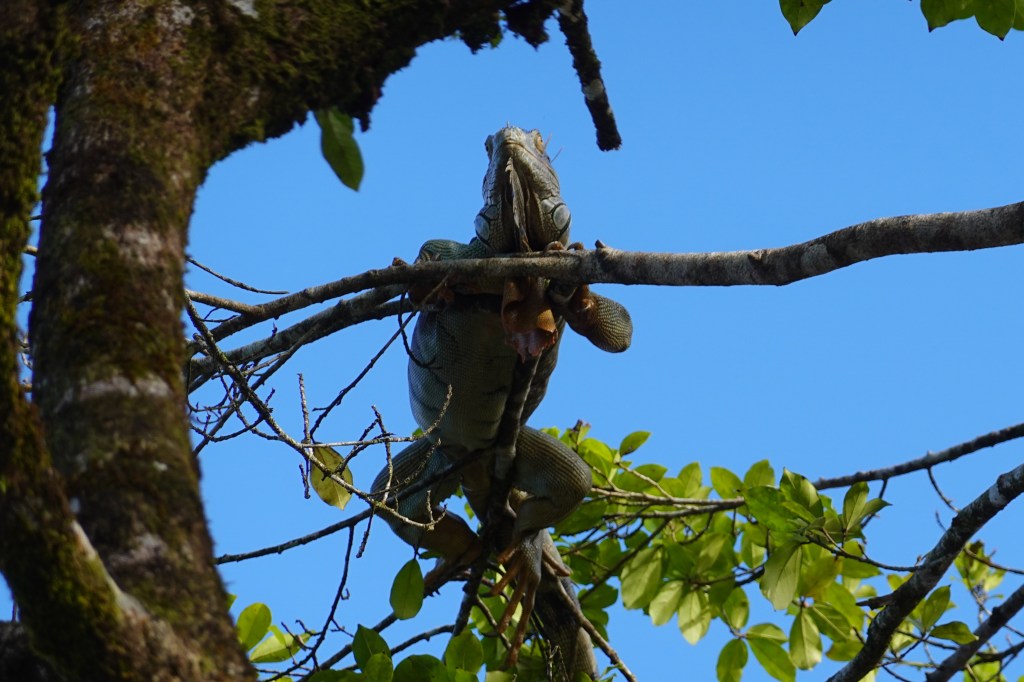 Livin’ the (Costa) Rica Loca